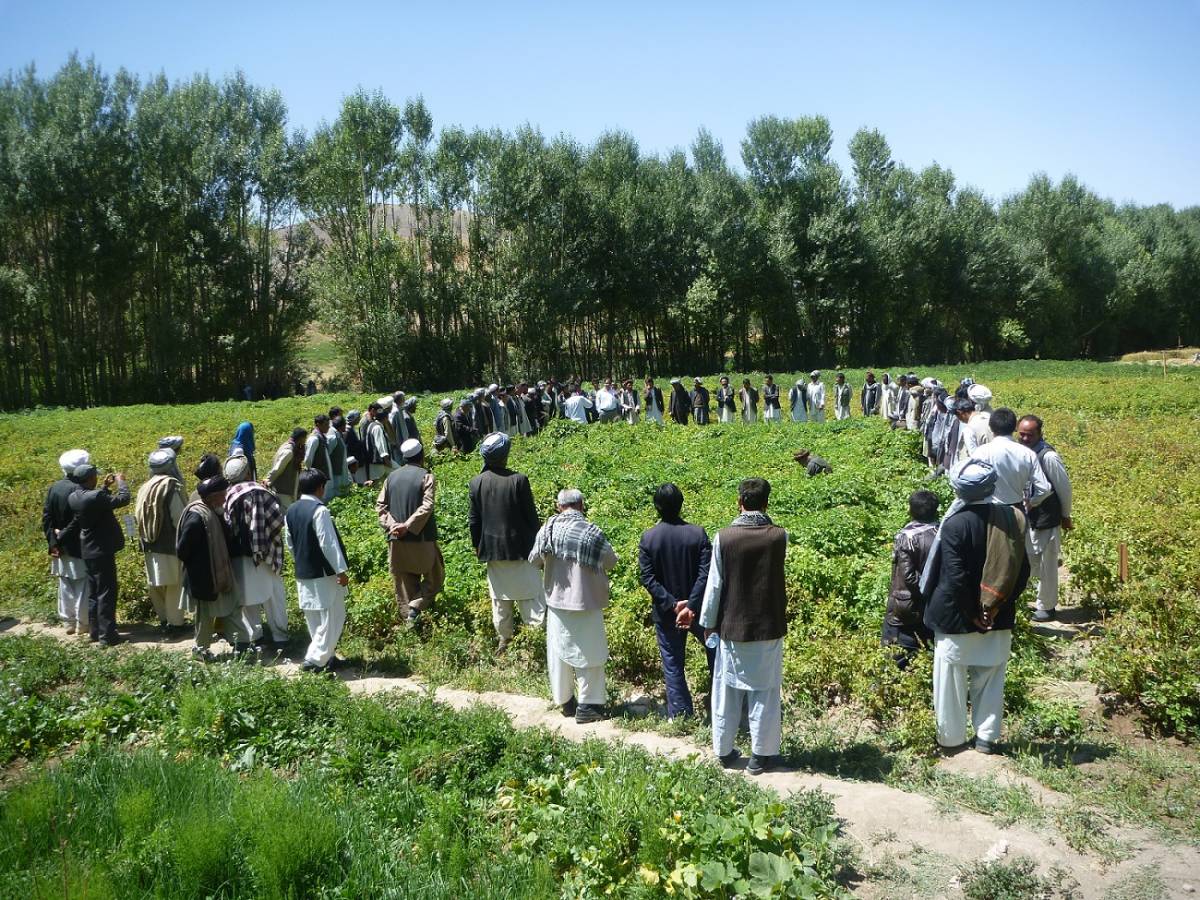 Crop growing trials in Afghanistan.