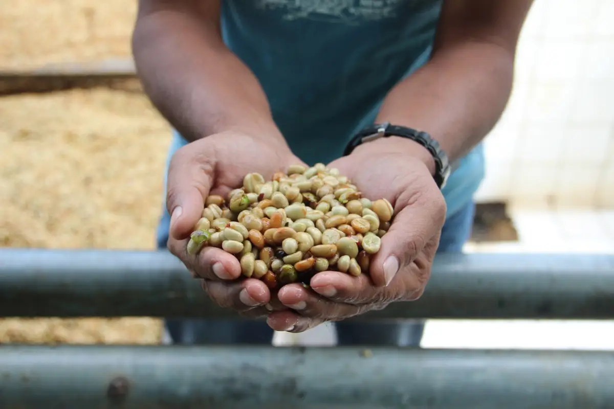 Coffee beans grown in Timor-Leste.