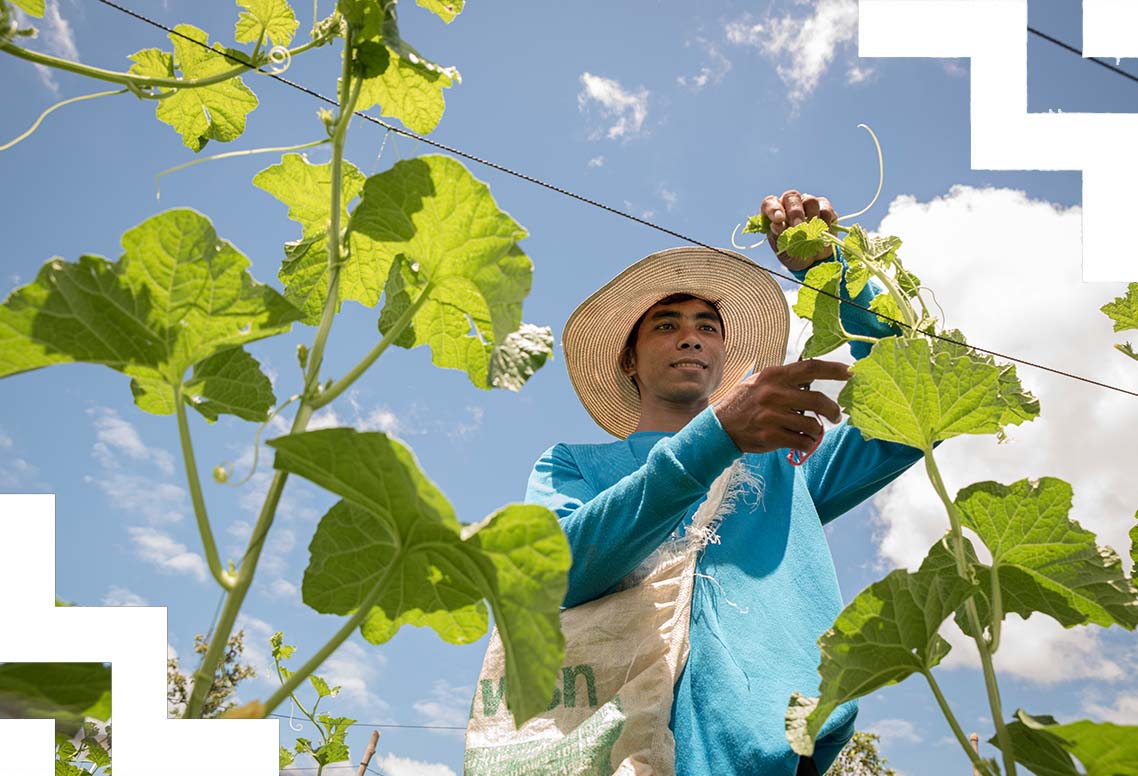 Harvesting fruit.