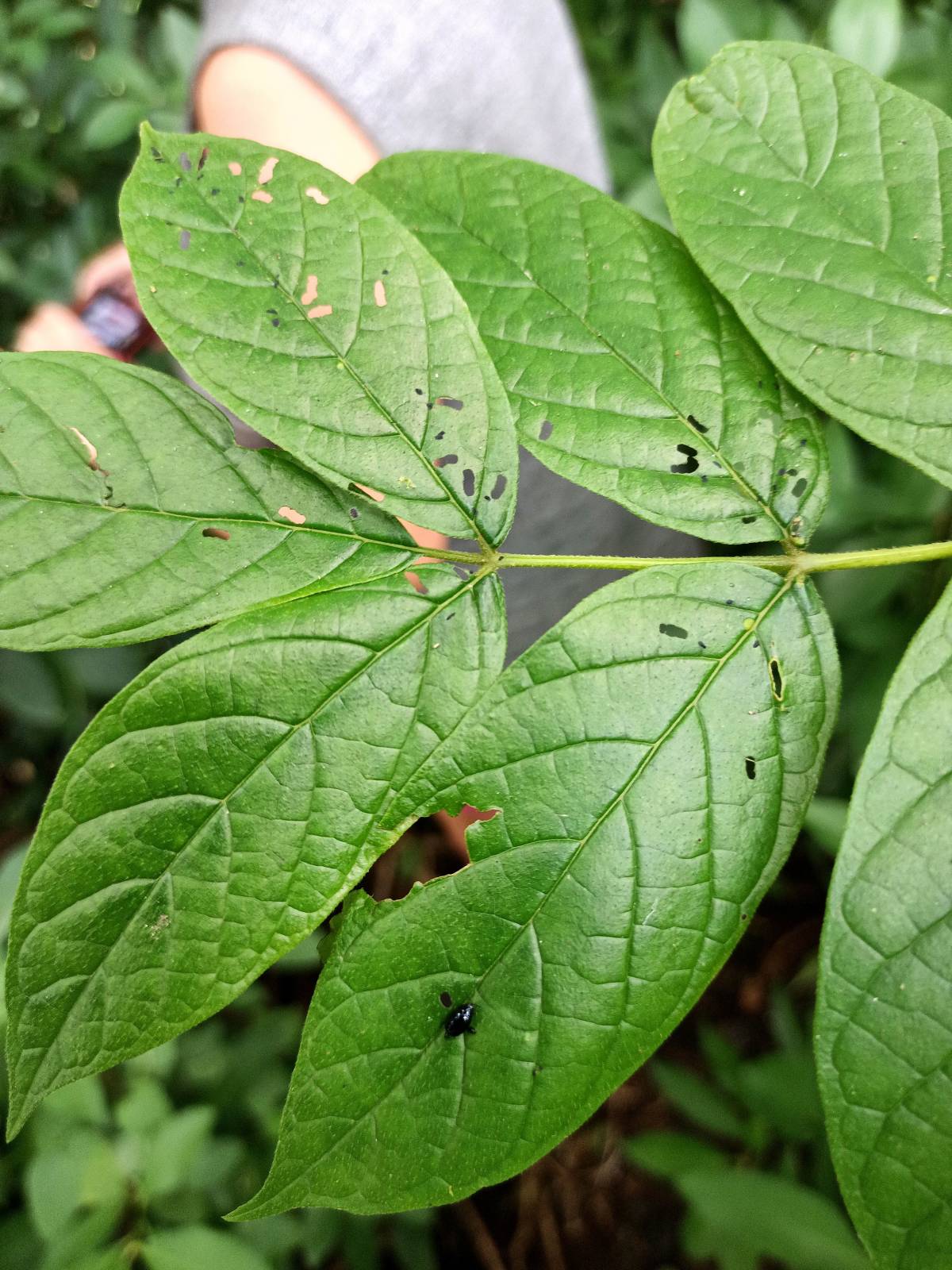 Signs of damage on leaves.. 