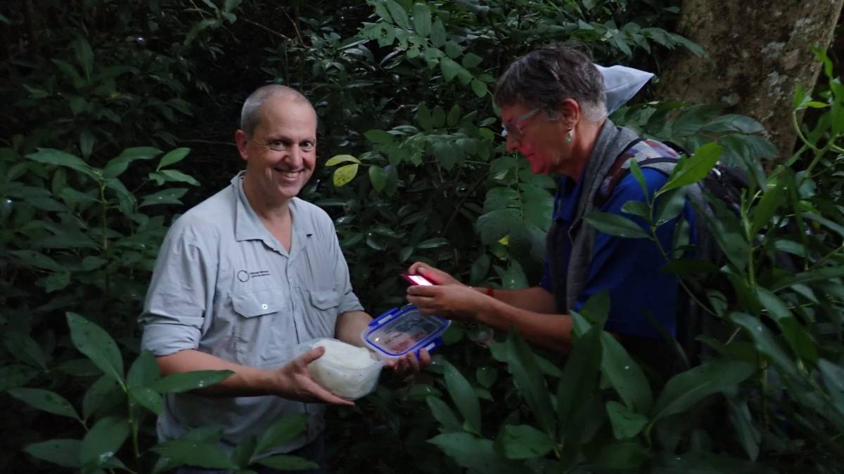 MWLR’s Quentin Paynter and Maja Poeschko from the Cook Islands Ministry of Agriculture releasing beetles into the trees.. 