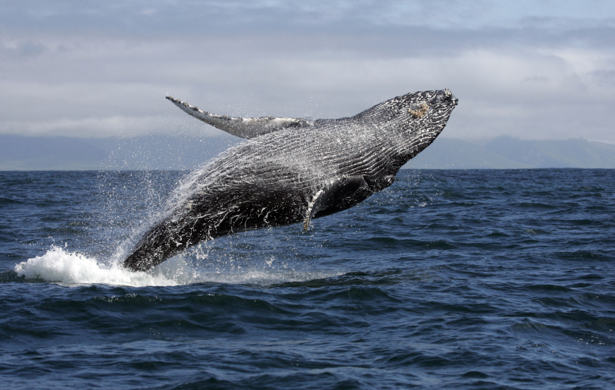 A humpback whale breaching. 