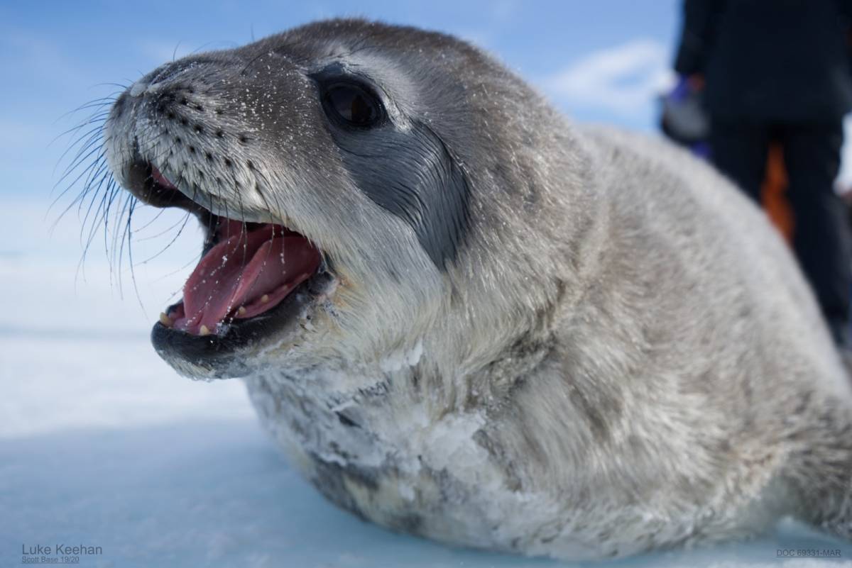 Seal pup lying on ice.