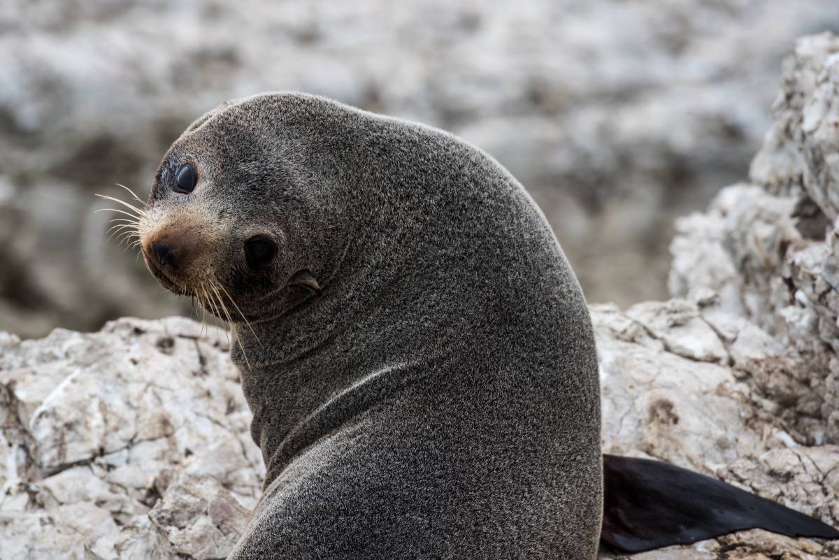 Seal pup.