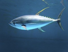 A tuna swimming in the ocean.. 
