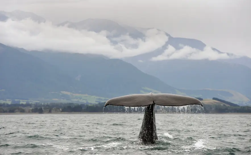 The tail of a whale. 