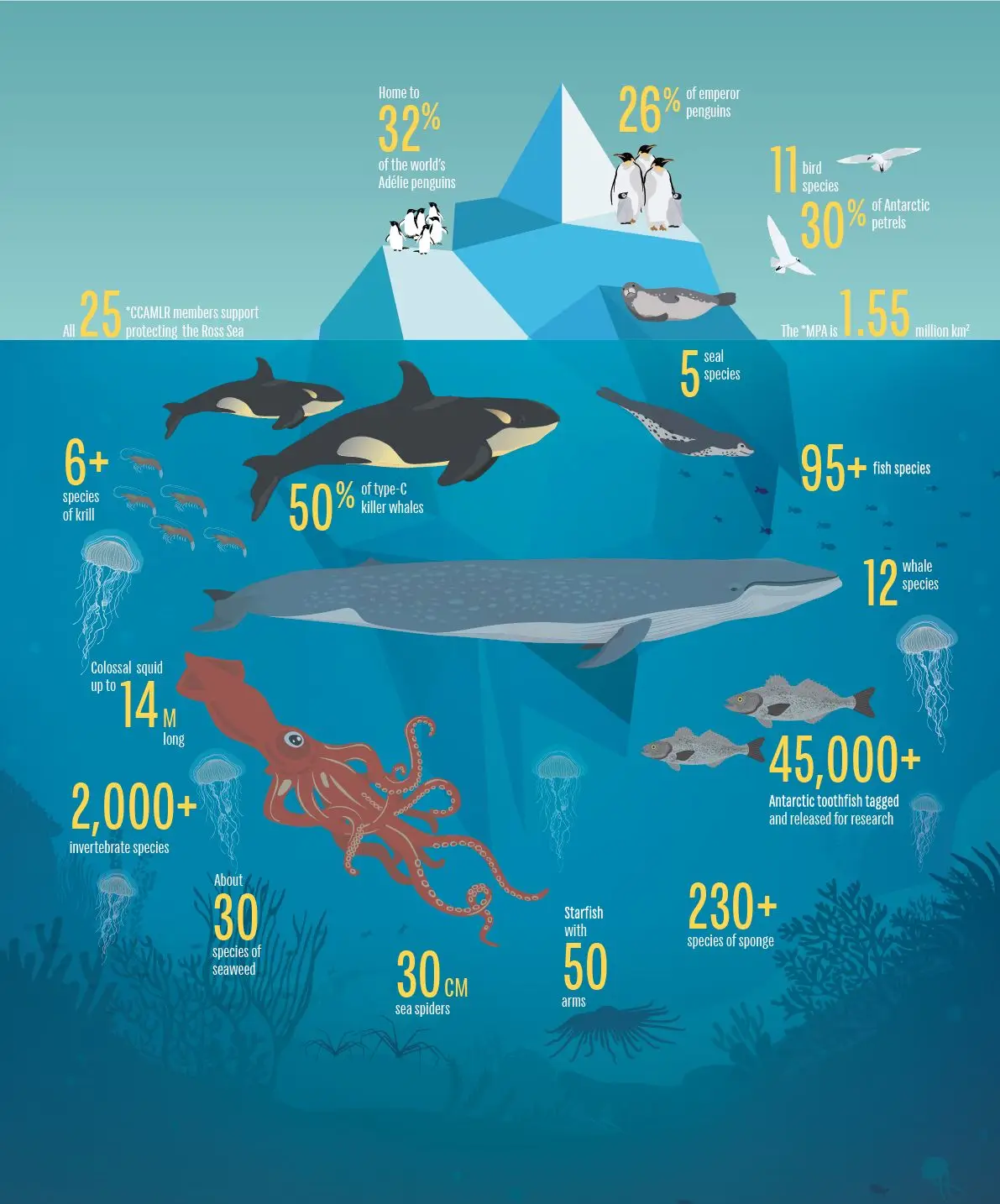 Antarctic species. 