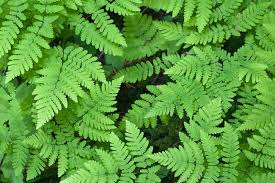 New Zealand ferns. 