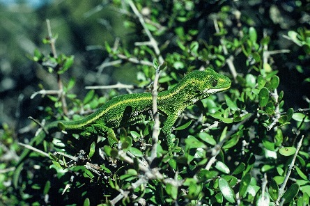 A picture of a green gecko camouflaged in green bushes. . 