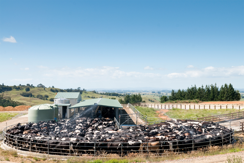 Dairy cows in a cow shed. 