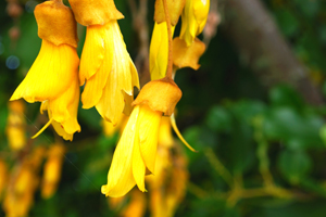 Kowhai flowers. 