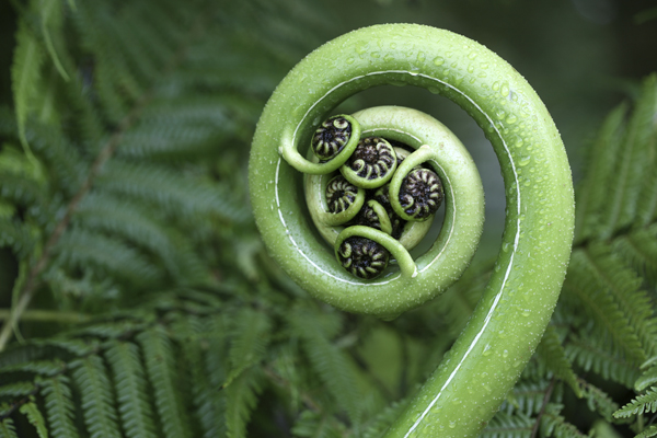 NZ koru fern. 