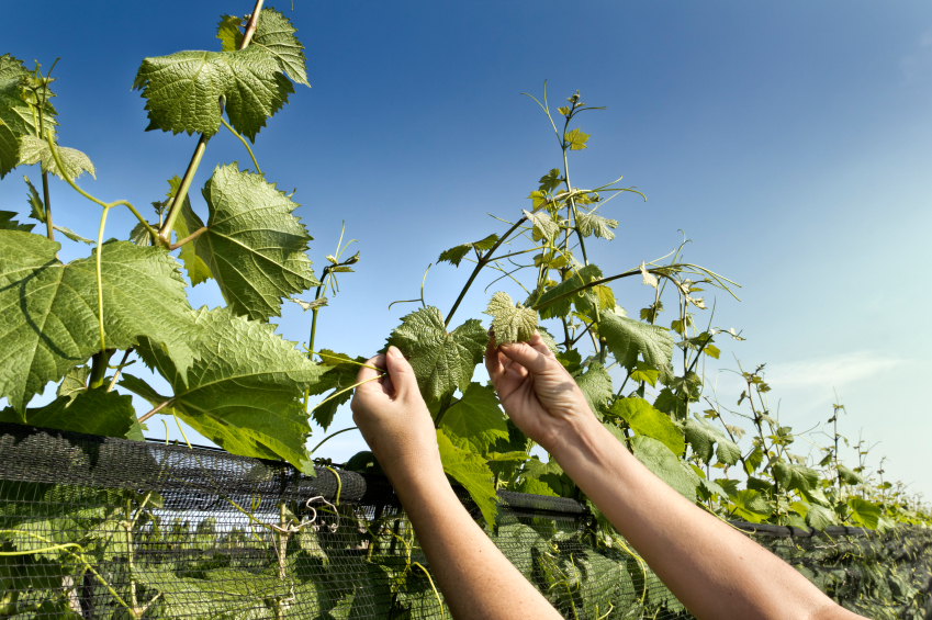 A worker in a vineyard.