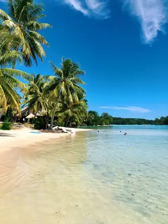 A beach with palm trees.