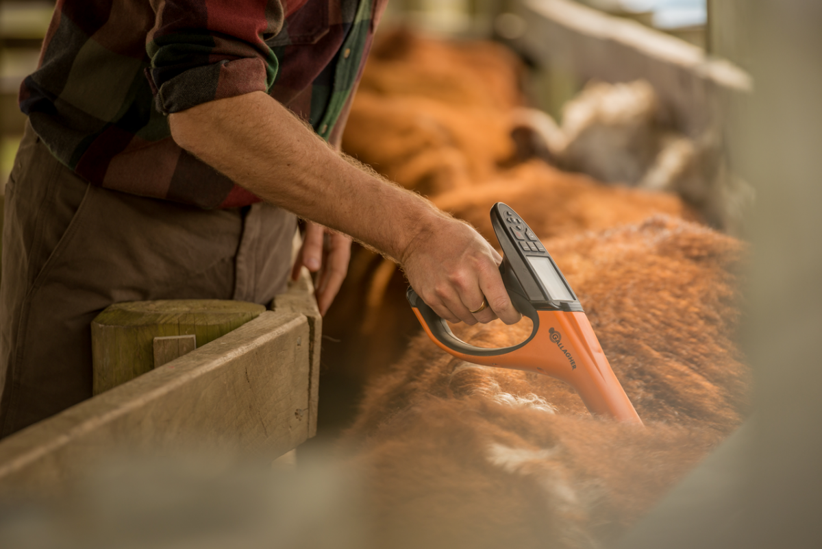 Image of man tagging sheep in shearing shed.