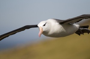 Albatross flying. 